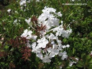 Plumbago auriculata - white - blossom